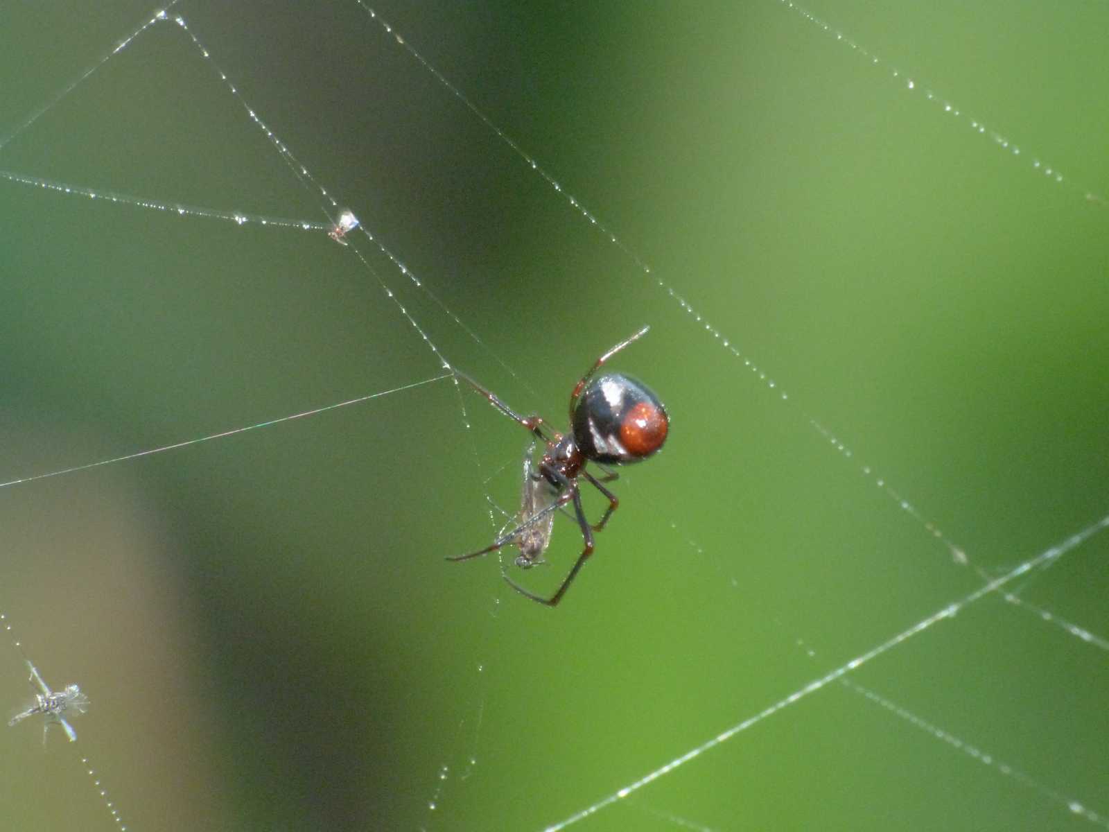 Argiope bruennichi + Argyrodes + dittero scroccone